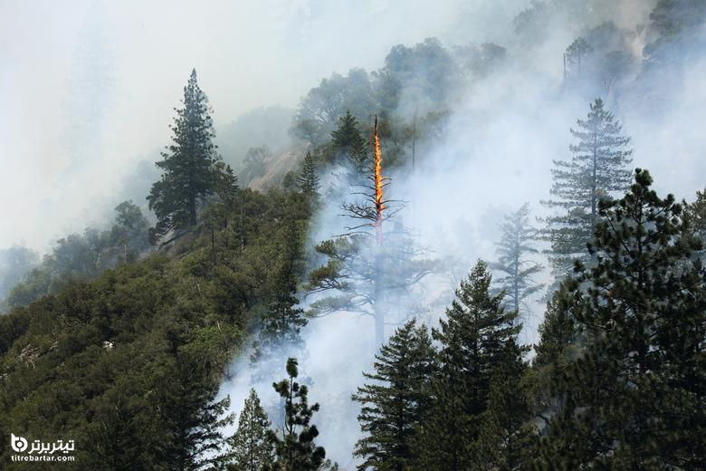 تصاویر آتش سوزی در جنگلهای کالیفرنیا 
