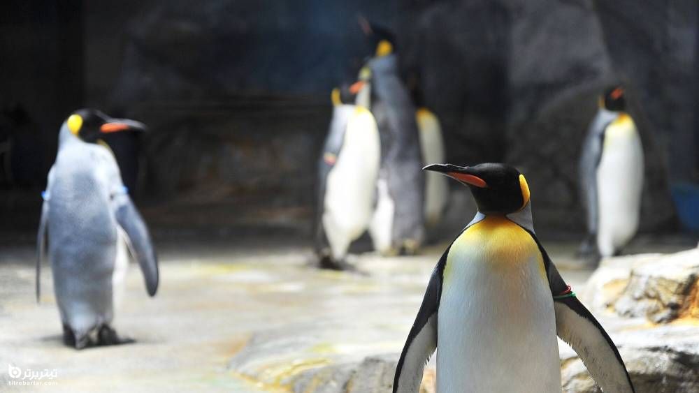آکواریوم پنگوئن ناکازاکی، یکی از بهترین آکواریوم های جهان