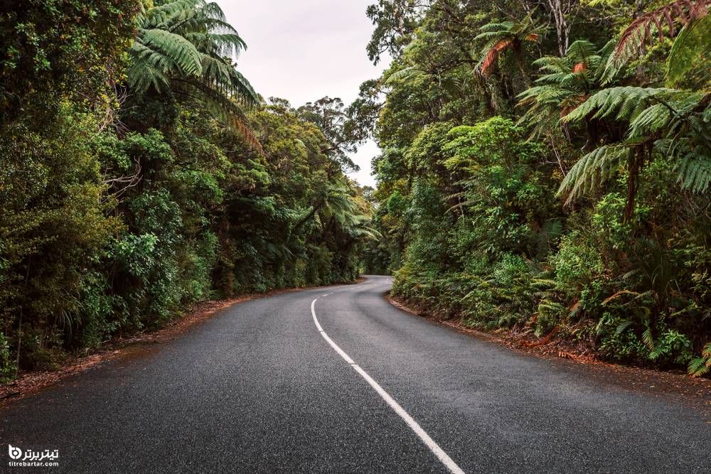 جنگل Waipoua، نیوزیلند
