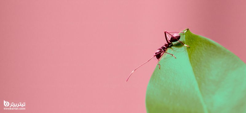 بهترین درس از مورچه ها