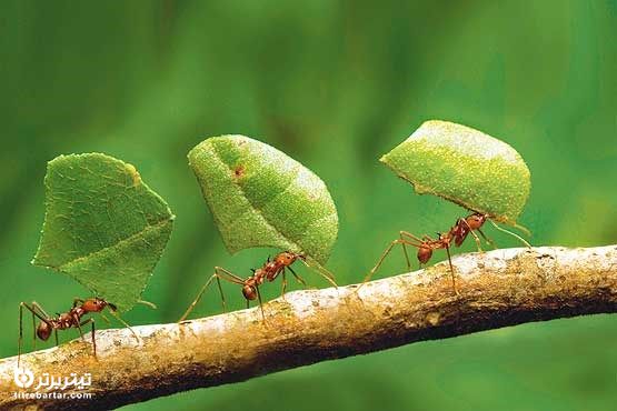 بهترین درس از مورچه ها
