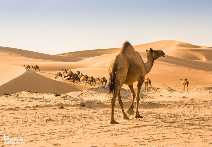 صحرای عربستان