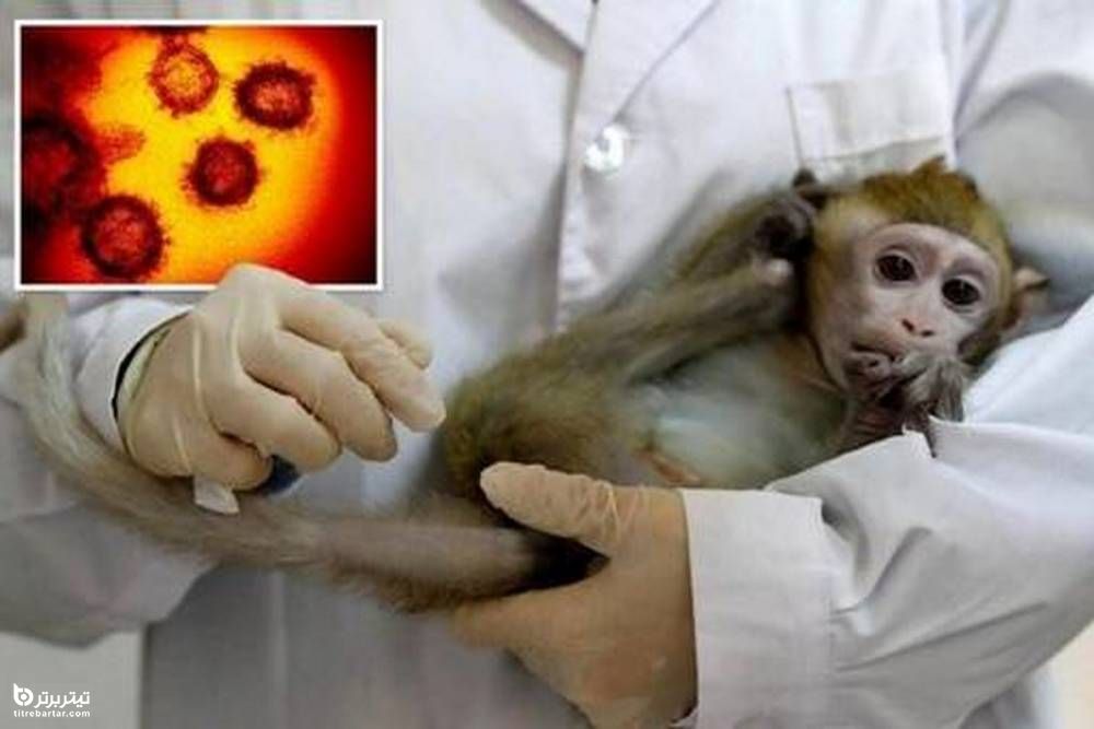 تاثیر واکسن آبله در پیشگیری از آبله میمون