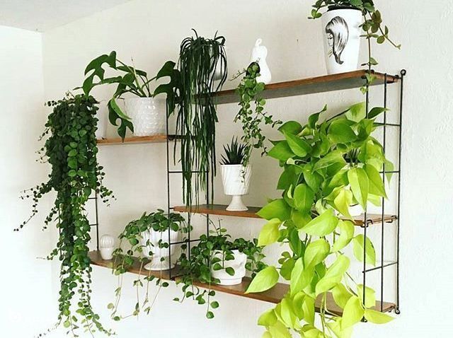 نکاتی برای کاشت و نگهداری گیاه پتوس 