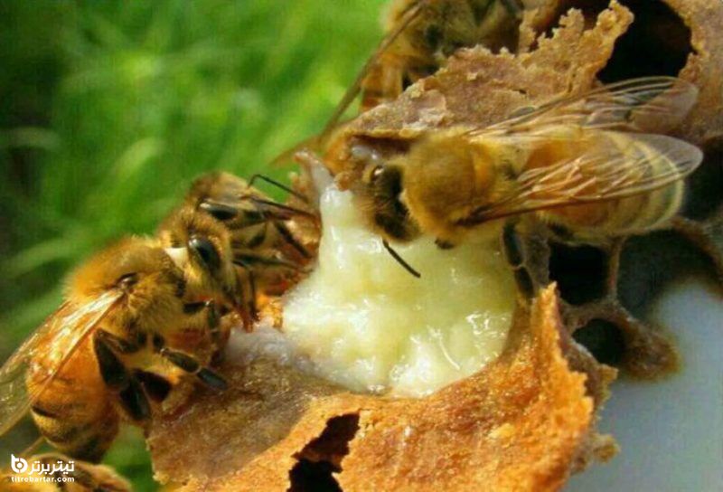 ژل رویال