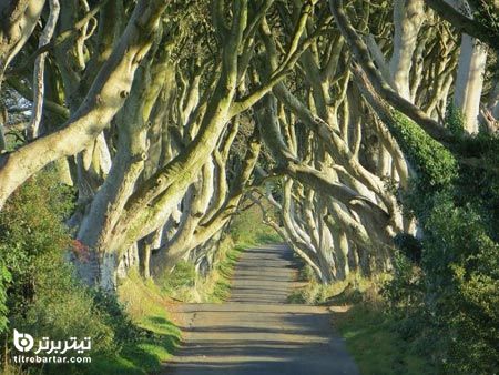 تونل درختی میث ایرلند