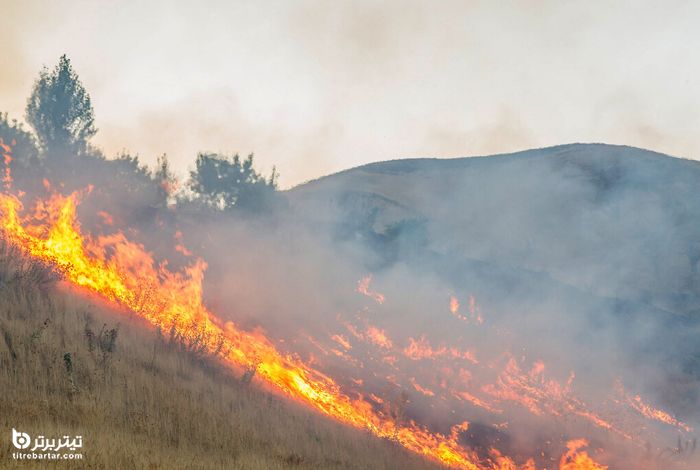 کدام مناطق زیست محیطی در آتش سوختند؟