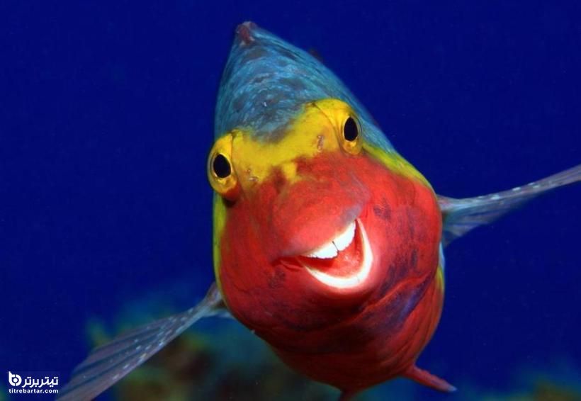 تصوری از یک ماهی با دندان‌های سفید