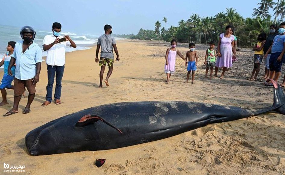 نهنگ به گِل نشسته در سریلانکا 