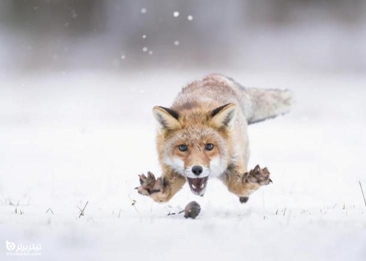 شکار موش توسط روباه روی برف