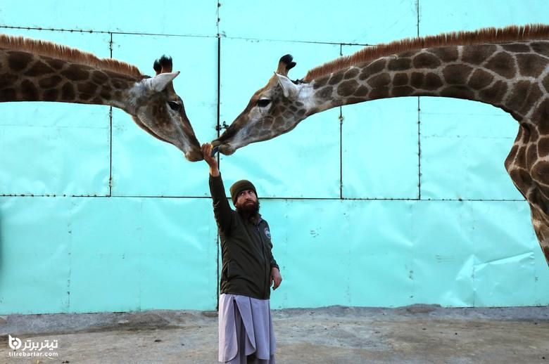 لحظه غذا دادن به یک جفت زرافه توسط نگهبان یک باغ وحش در پیشاور پاکستان