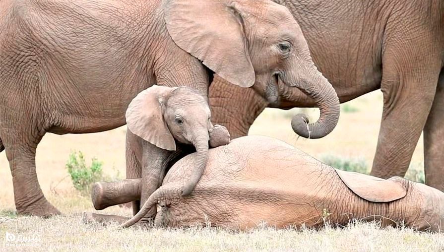 بازی دو بچه فیل در حیات وحش آفریقا