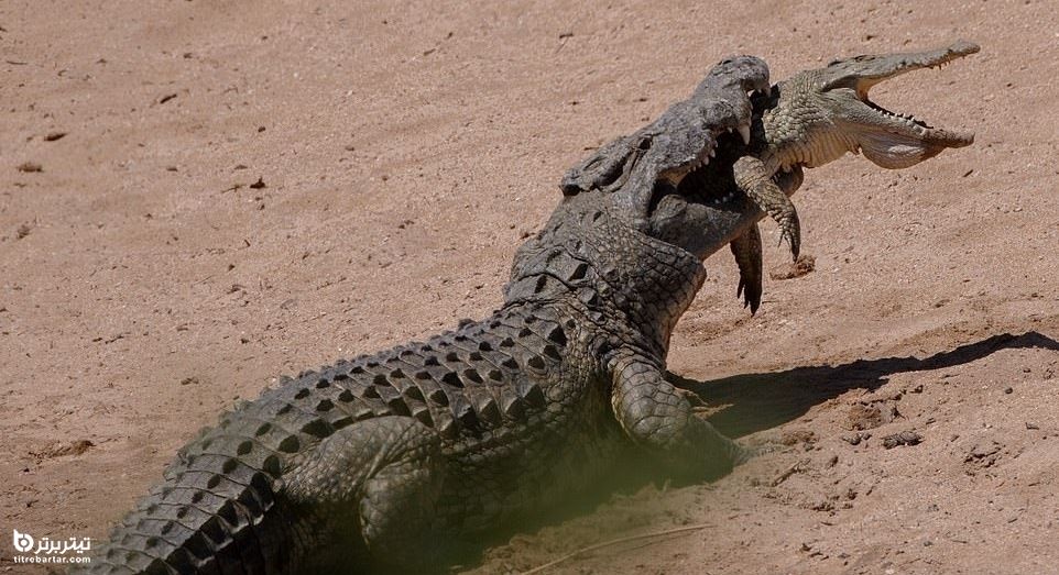 شکار یک تمساح جوان توسط یک تمساح بالغ در پارک ملی آفریقای جنوبی