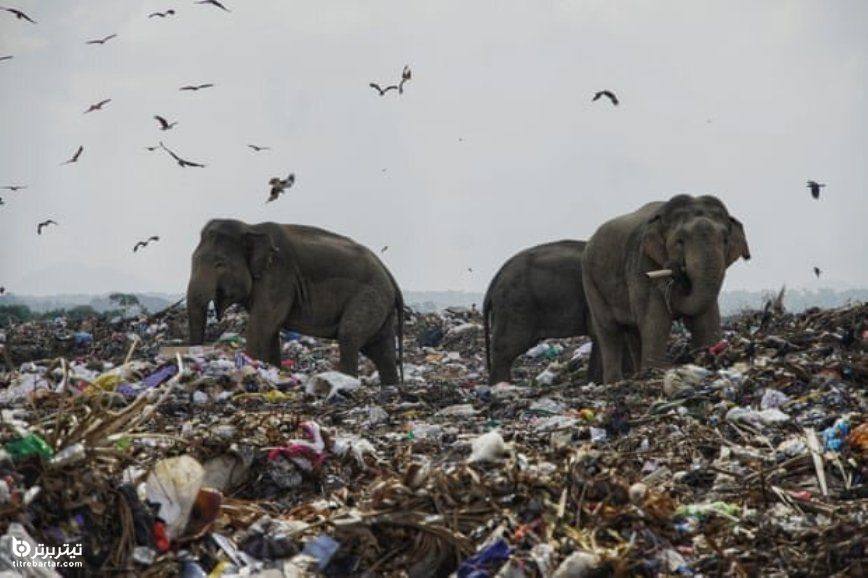 فیل‌ها به دنبال غذا در یک زباله‌دانی در سریلانکا (بهترین عکس سال 2020 گاردین)