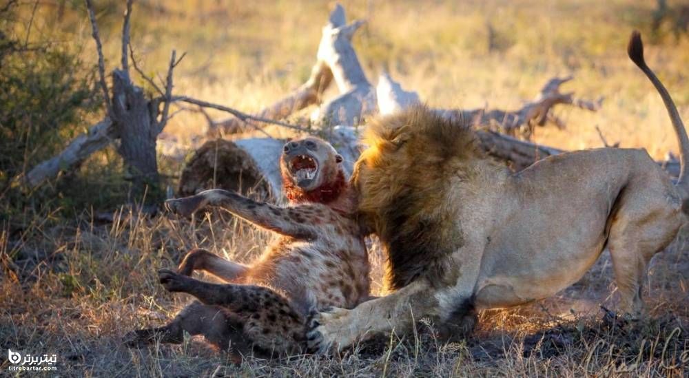 شکار یک کفتار توسط شیر نر 