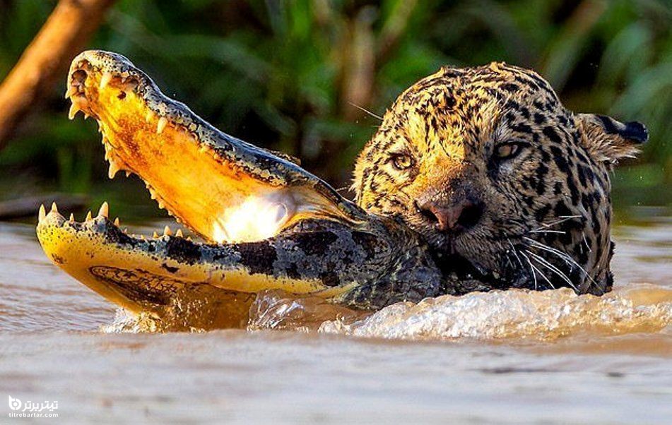لحظه شکار یک تمساح توسط یک جگوار