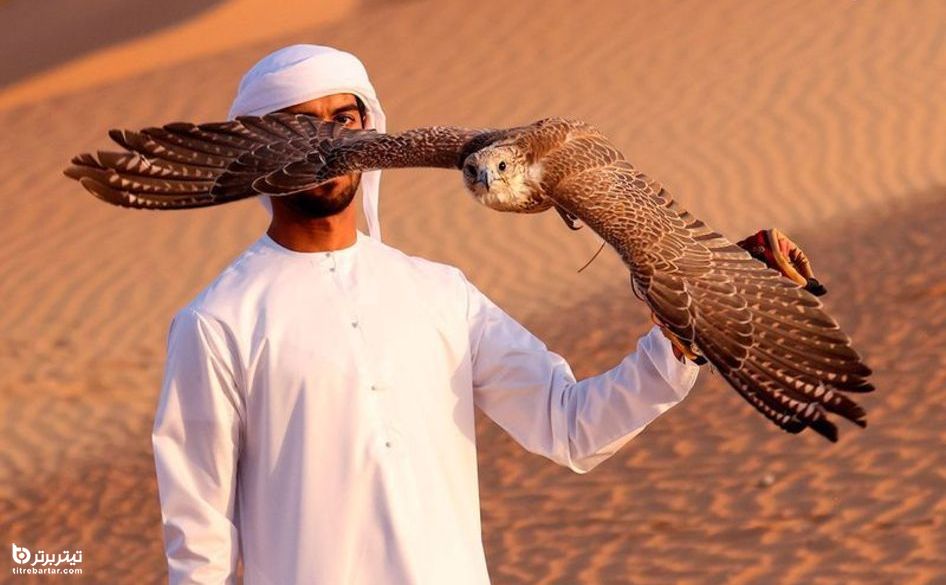 آموزش شاهین‌های شکاری در صحرای لیوای امارات 