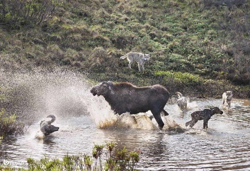 حمله گروهی از گرگ‌ها به یک بچه موس با دفاع جانانه مادر 