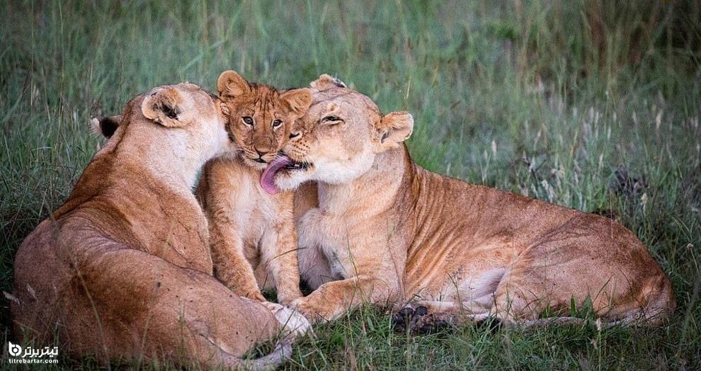 لحظه شگفت انگیز لیس زدن بچه شیر توسط دو ماده شیر در حیات وحش آفریقا 