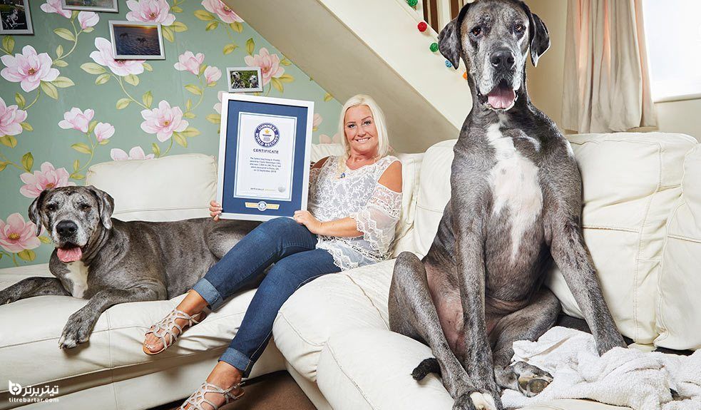قدبلندترین سگ نر جهان، در هشت سالگی درگذشت
