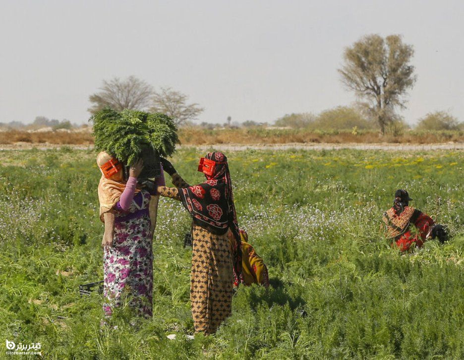 برداشت شوید توسط زنان در مزرعه‌ای در روستای «زیارت مولا» میناب
