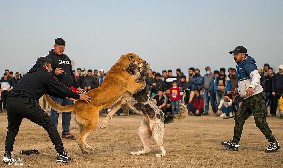 برگزاری مسابقات جنگ سگ‌ها هر ساله در شهر گلوگاه مازندران همراه با شرط بندی