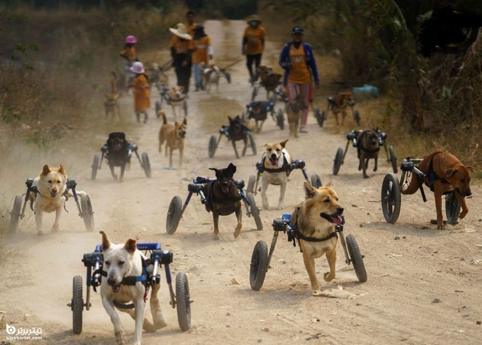 راه رفتن سگ‌های معلول با صندلی چرخدار در تایلند