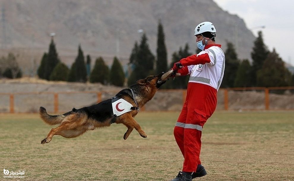 تمرین سگ‌های جستجو ونجات (آنست) جمعیت هلال احمر اصفهان