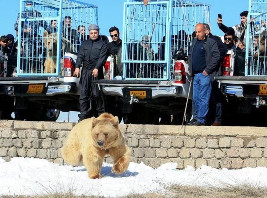 رهاسازی خرس های خانگی در طبیعت عراق
