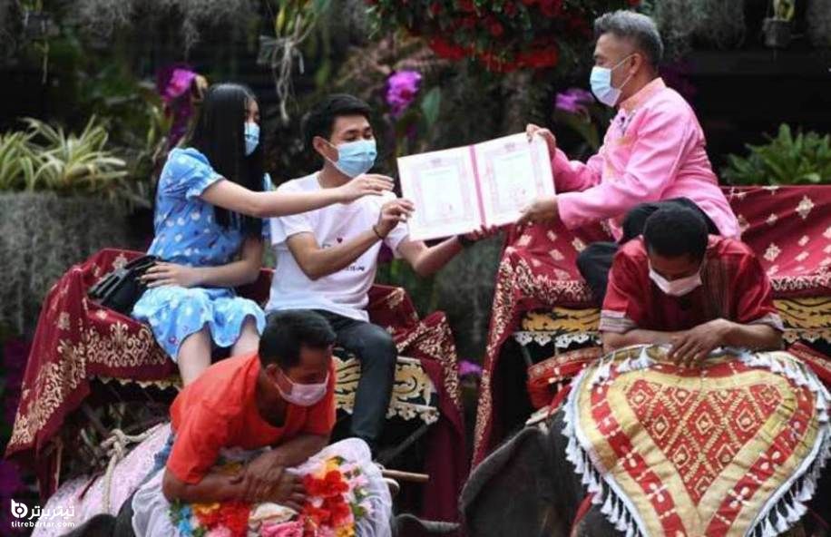 مراسم عقد و ثبت رسمی ازدواج زوج تایلندی بر روی فیل