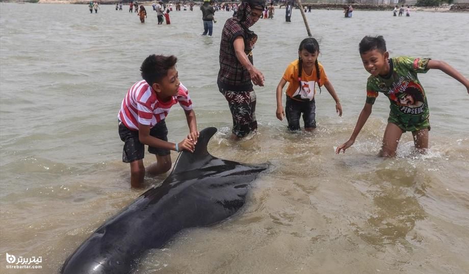 نجات نهنگ‌ های به گل نشسته در آب‌ های ساحلی اندونزی 