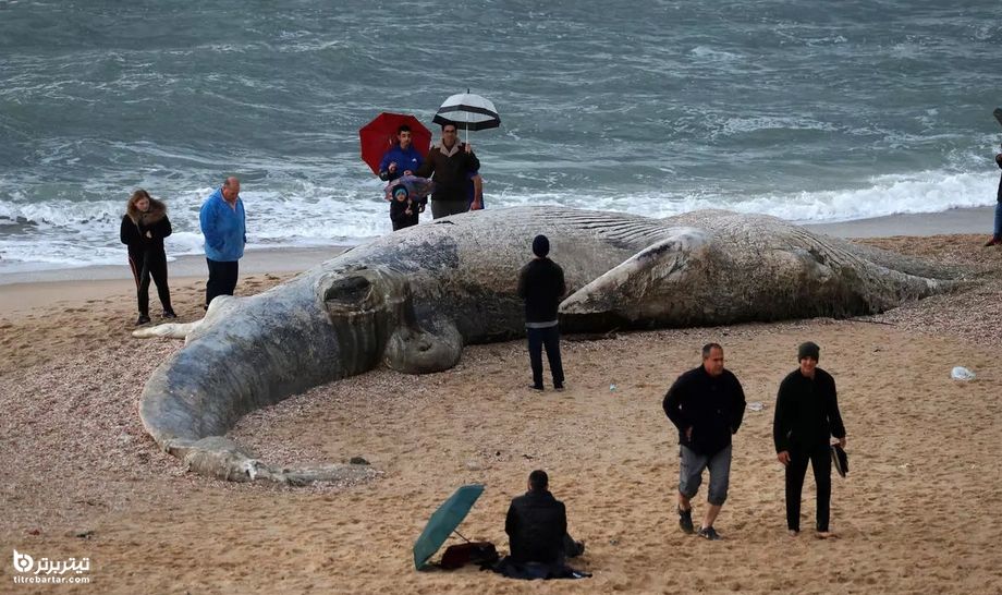 انتقال لاشه نهنگ عظیم الجثه 17 متری توسط امواج دریای مدیترانه به ساحل اسرائیل