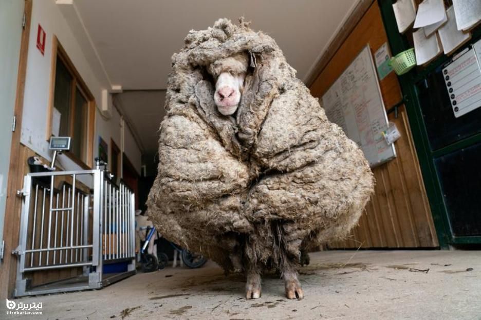 گوسفند استرالیایی با پشم ضخیم