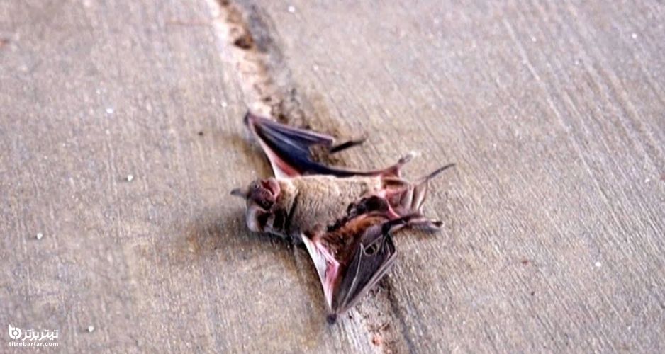 مرگ صدها خفاش در سرمای شدید تگزاس 