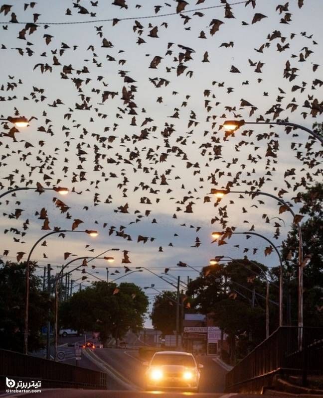 هجوم هزاران خفاش به طرز باورنکردنی به شهرهای استرالیا 