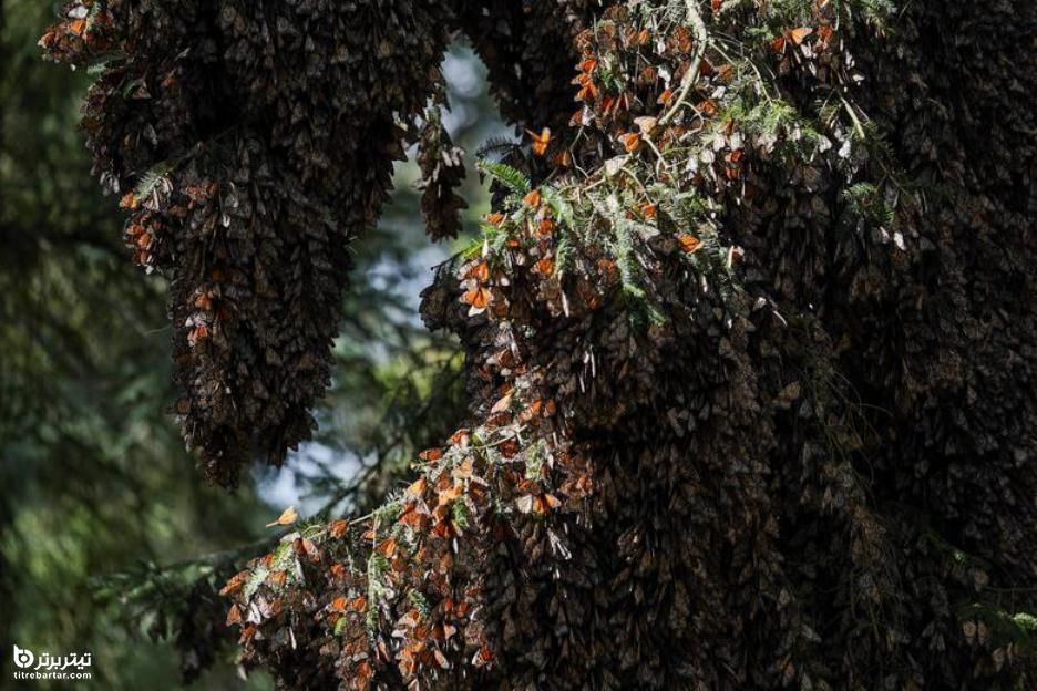 مهاجرت پروانه ها به جنگل های مکزیک برای خواب زمستانی 