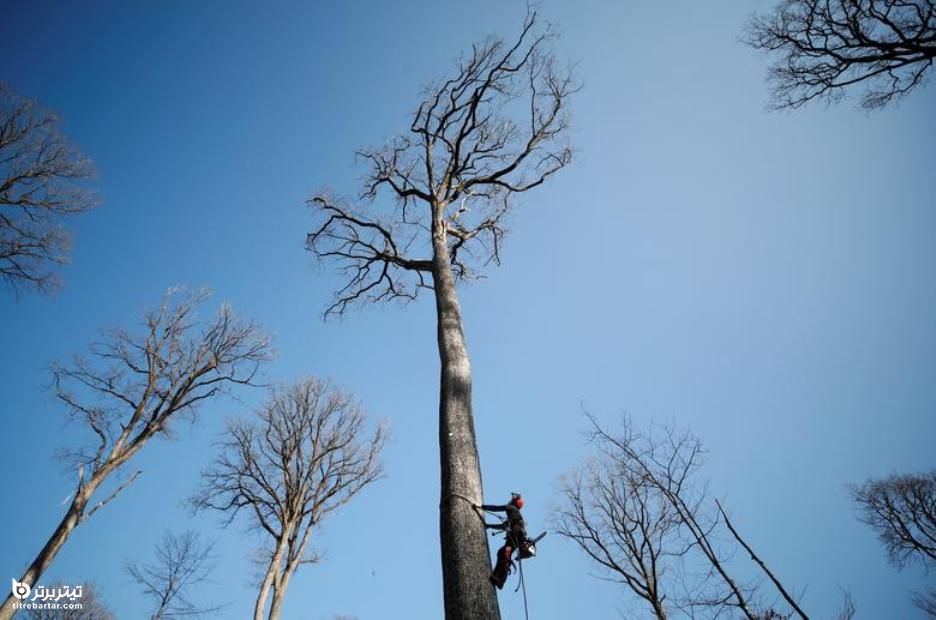 بالا رفتن از یک درخت بلوط چند صد ساله در جنگل سلطنتی فرانسه