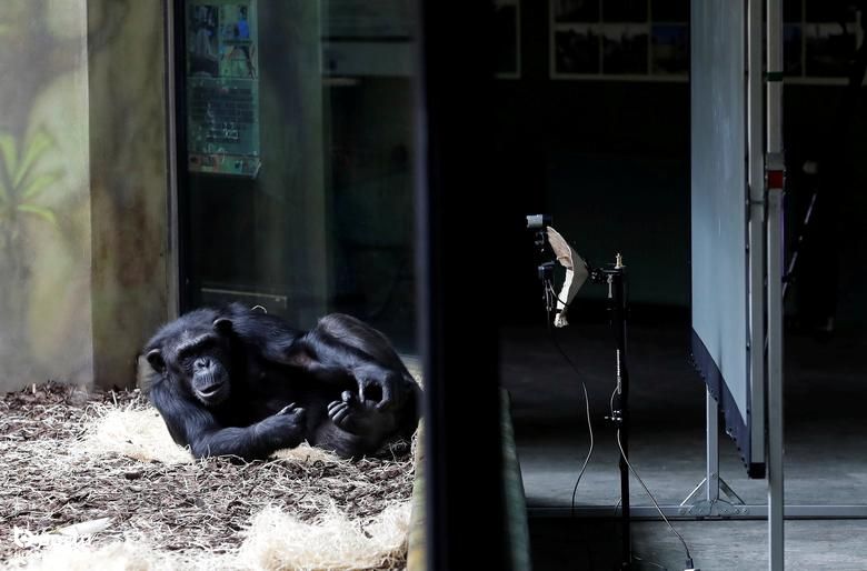 یک شامپانزه در حال گوش دادن به میمون های همکار خود در حیات وحش برنو