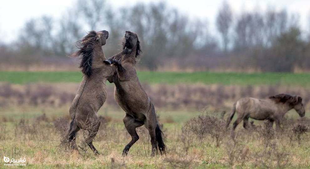 نبرد تنگاتنگ دو اسب سیاه