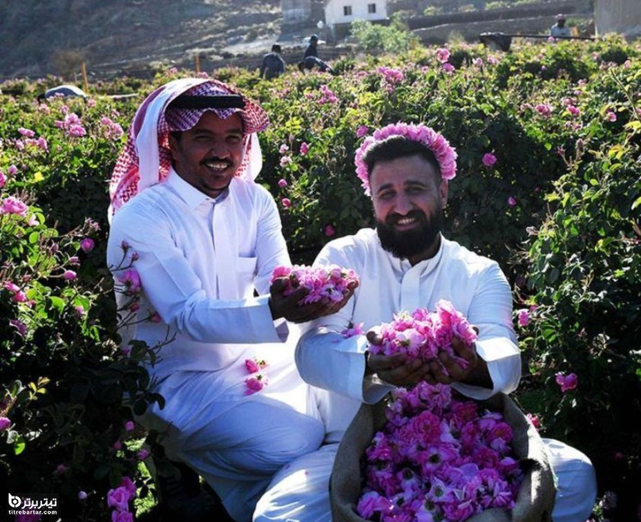 برداشت گل رز صورتی از شهر طائف واقع در جنوب غربی عربستان 