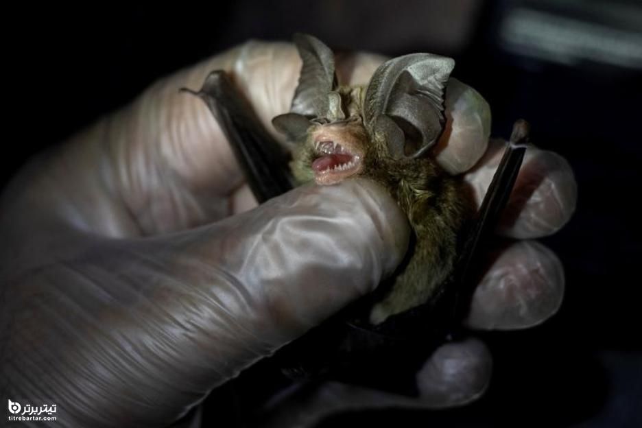 شناسایی یک خفاش عامل ویروس کرونا در فیلیپین 