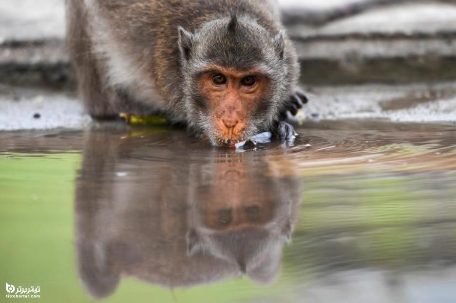 لحظه آب خوردن یک میمون ماکاک دم بلند در روز جهانی آب در حومه بانکوک