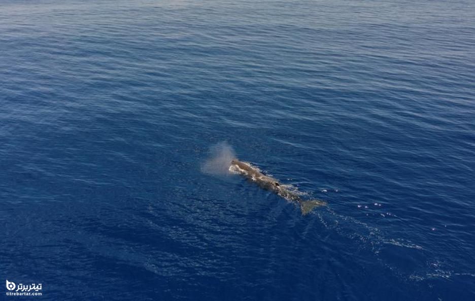 یک نهنگ اسپرم در حال شنا کردن بر سطح اقیانوس هند