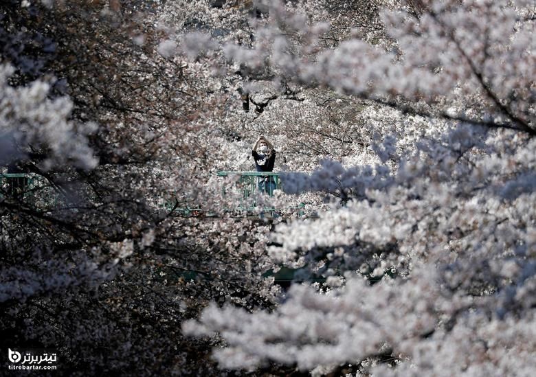 نمایی از شکوفه های گیلاس در توکیو ژاپن 