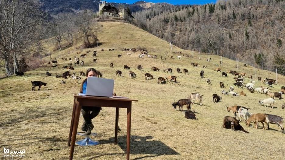 دختر 10 ساله ایتالیایی در کلاسهای آنلاین درس در محاصره گله بز در کوهستان
