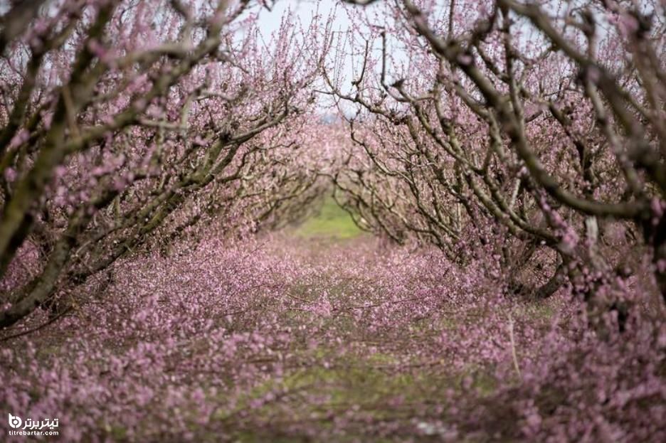 شکوفا شدن شکوفه های درختان هلو در مزرعه ای در یونان