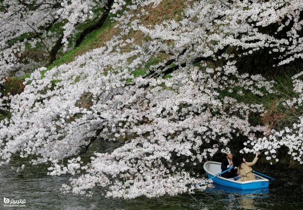 قایق سواری مردم ژاپن در کنار شکوفه های شکوفه گیلاس پارکی در توکیو 