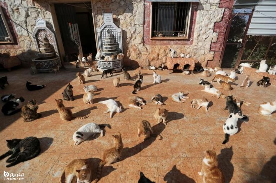  پناهگاه بزرگ ویژه گربه ها در شهر ادلب سوریه