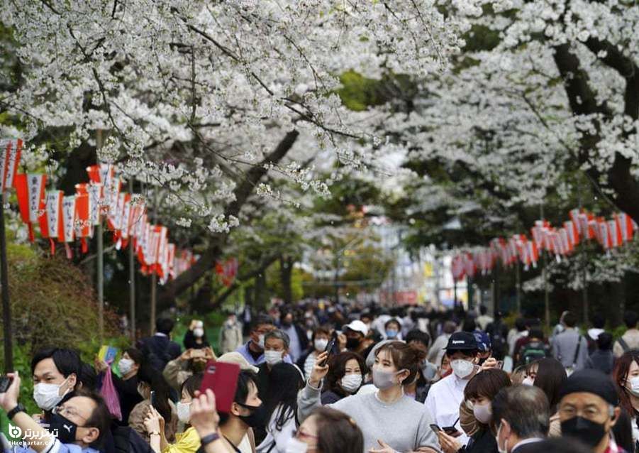 سلفی مردم توکیو با شکوفه‌های گیلاس معروف ژاپن 
