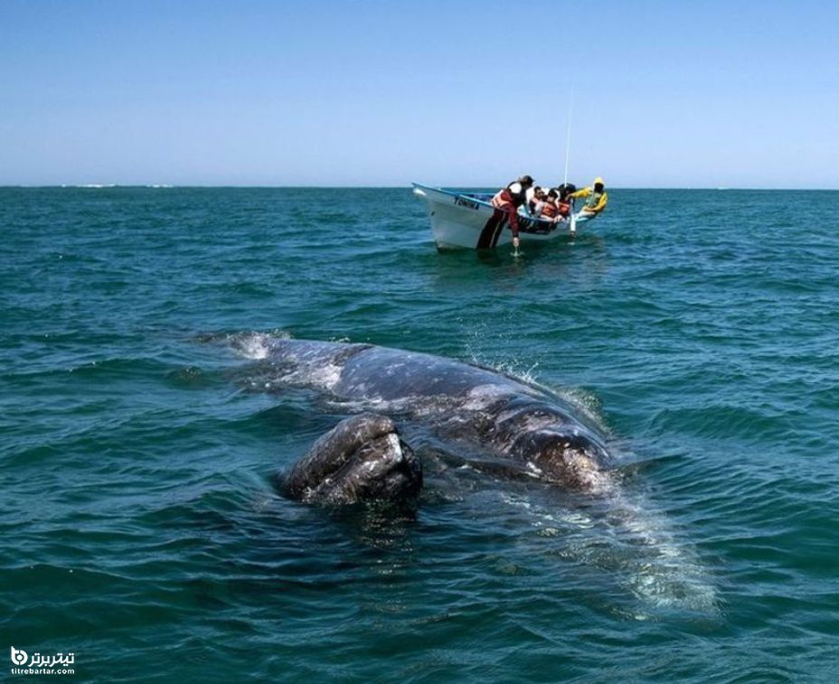 حضور گردشگران در فصل جفت گیری نهنگ‌های خاکستری در آب‌های گرم مکزیک